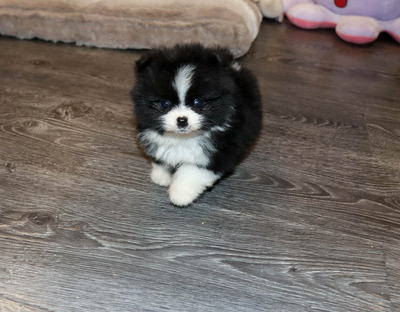 Валентра стар