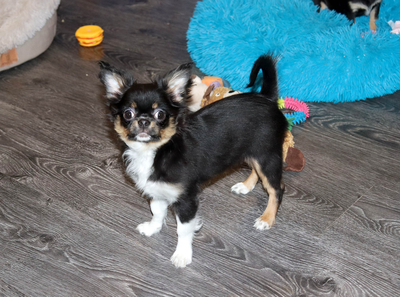 Валентра стар