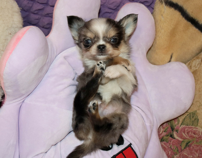 Валентра стар