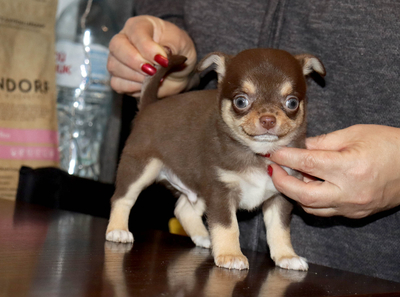 Валентра стар