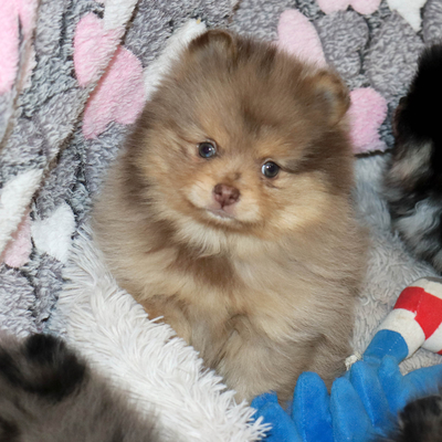 Валентра стар