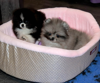 Валентра стар