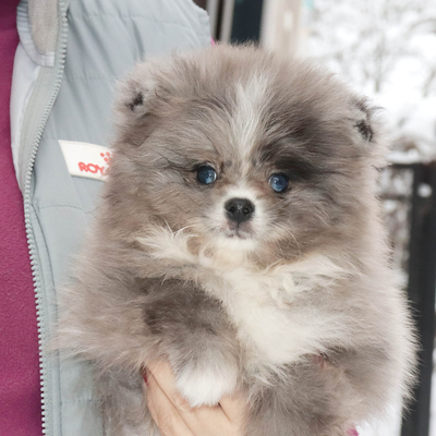 Продается Голубоглазый шпиц