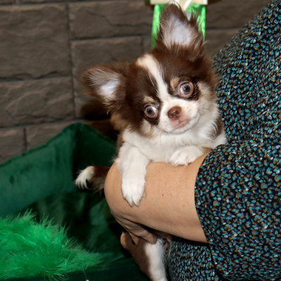 Валентра стар