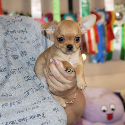 Валентра стар