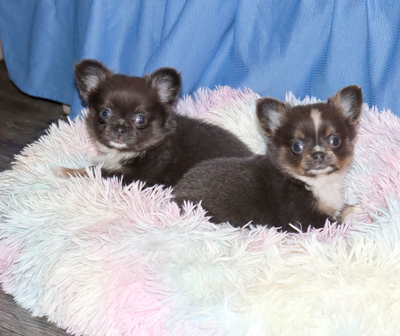 Валентра стар