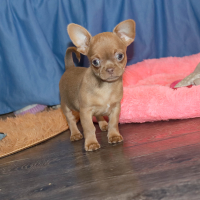 Валентра стар