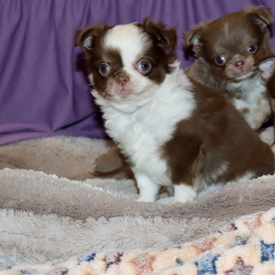 Валентра стар