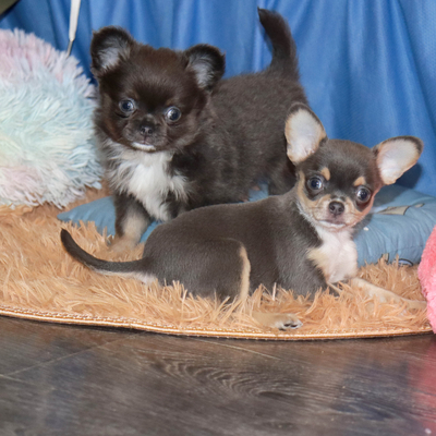 Валентра стар