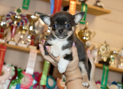 Валентра стар