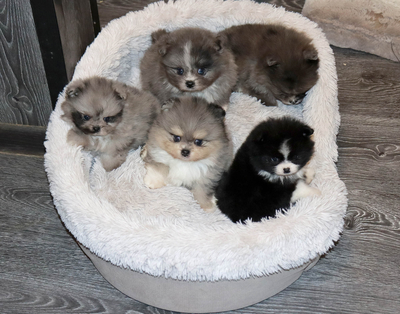 Валентра стар