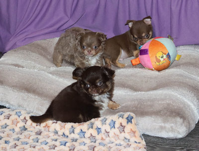 Валентра стар