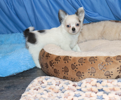 Валентра стар