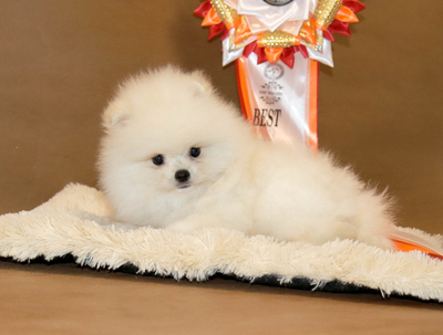 Валентра стар