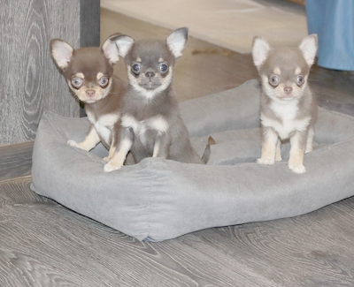 Валентра стар