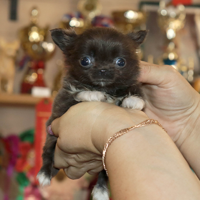 Продается МИНИ чихуахуа