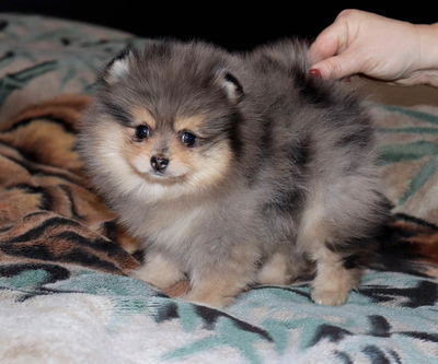 Валентра стар