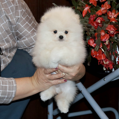 Валентра стар