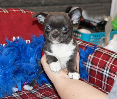 Валентра стар