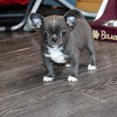 Продается Голубой чихуахуа