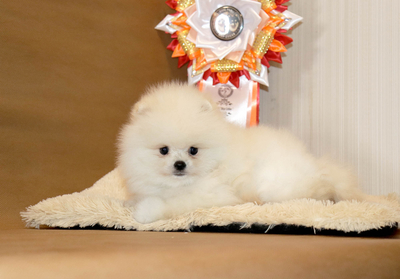 Валентра стар