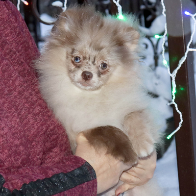 Продается Шоколадный шпиц