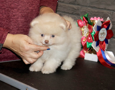 Валентра стар
