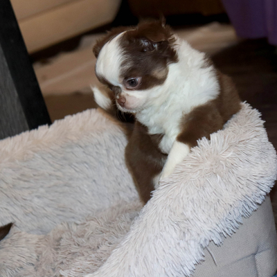 Валентра стар