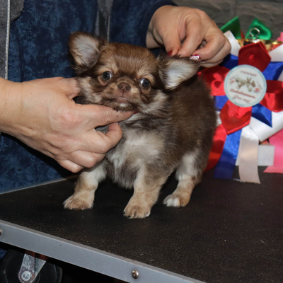 Валентра стар