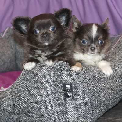 Валентра стар