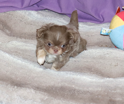 Валентра стар