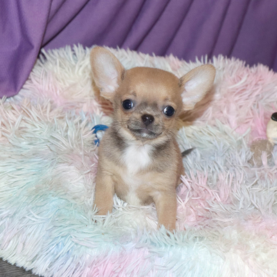 Продается Щенок Чихуахуа