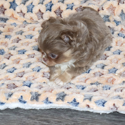 Валентра стар