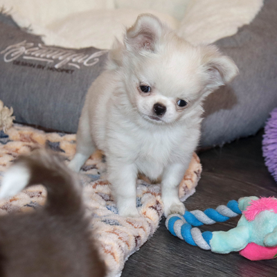 Валентра стар