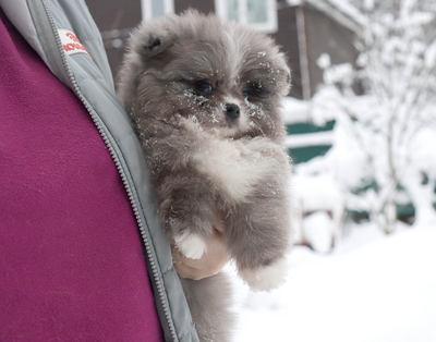 Валентра стар