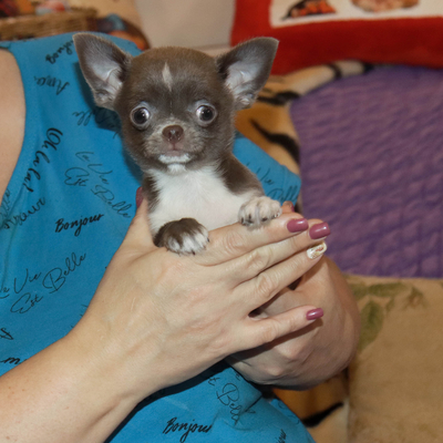 Валентра стар