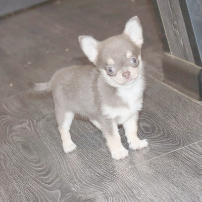 Валентра стар