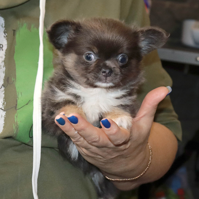 Валентра стар