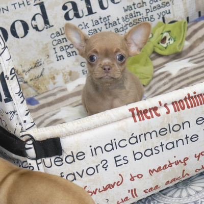 Валентра стар