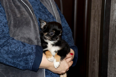 Валентра стар