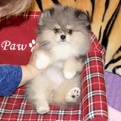 Продается Мраморный шпиц