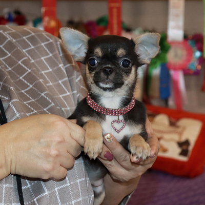 Валентра стар