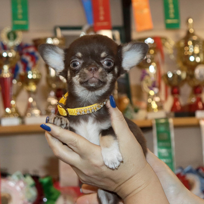 Валентра стар