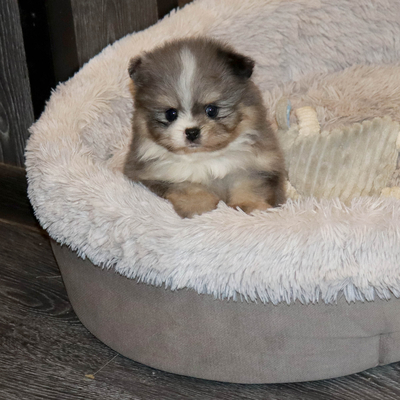 Валентра стар