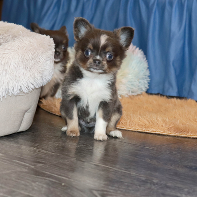 Валентра стар