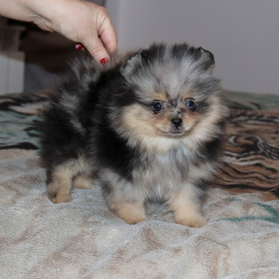 Валентра стар