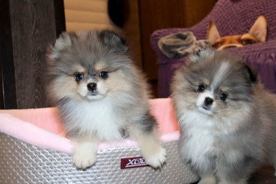 Валентра стар