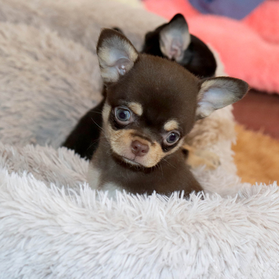 Валентра стар