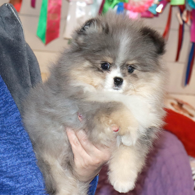 Валентра стар