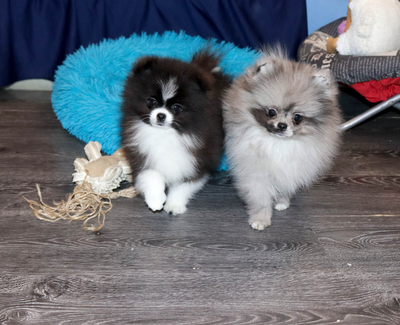 Валентра стар